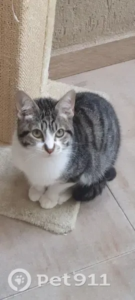 Gato desaparecido - photo