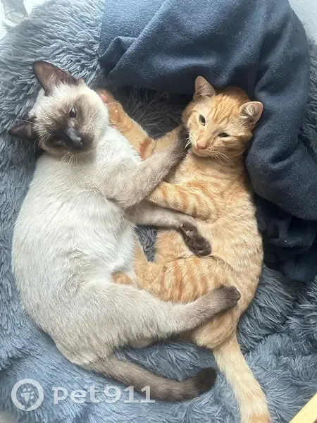 Chat siamois perdu à Pulnoy - photo