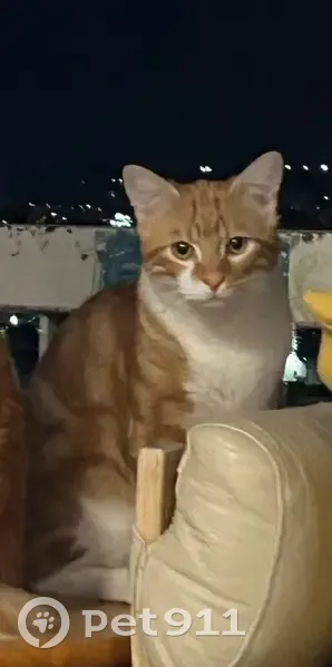 Chat perdu à Montpellier, roux et blanc - photo