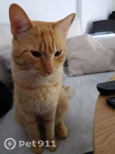 Jeune chat roux tigré perdu à Évry - photo