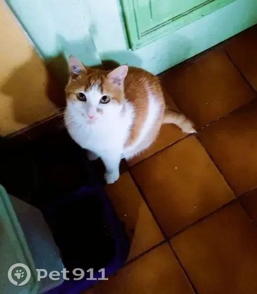 Chat perdu : Olaf, mâle roux et blanc - photo
