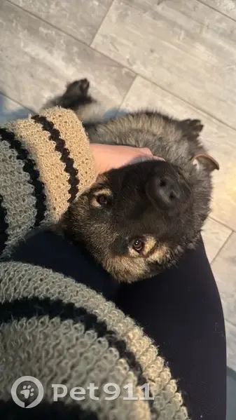 Chien perdu, très craintif, Latour-Bas-Elne - photo
