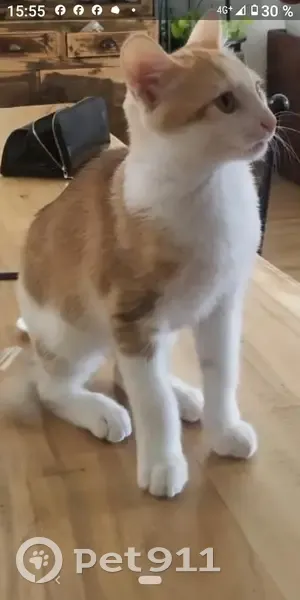 Chat perdu roux et blanc à Pessac - photo