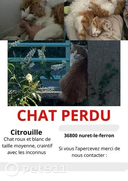 Chat perdu roux et blanc, craintif, Nuret-le-Ferron - photo