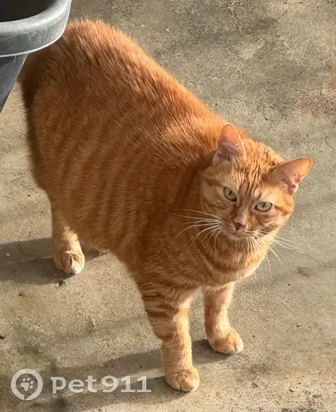 Chatte rousse trouvée à Messein, docile - photo