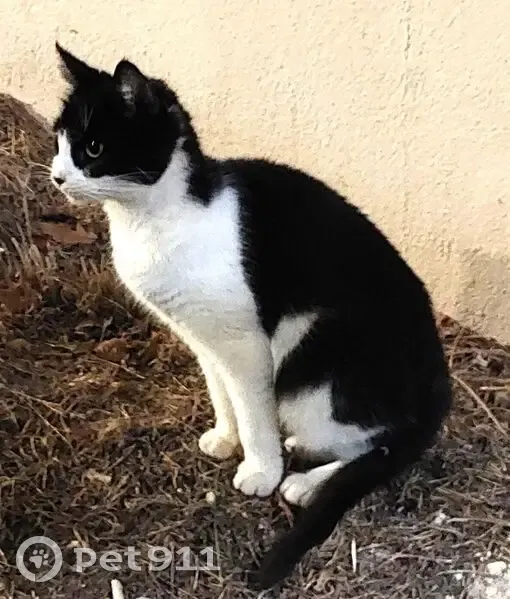 Chatte noire et blanche perdue à Couëron - photo