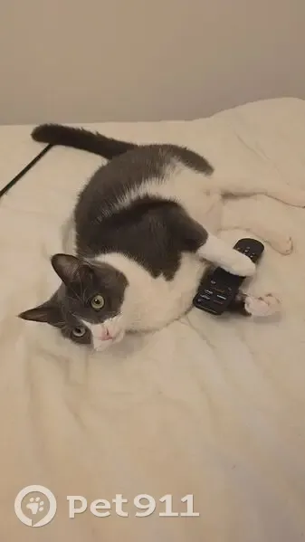 Chat perdu après chute du 3e étage - photo