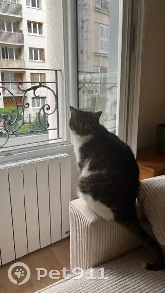 Chat tigré perdu, col blanc, Paris 18 - photo