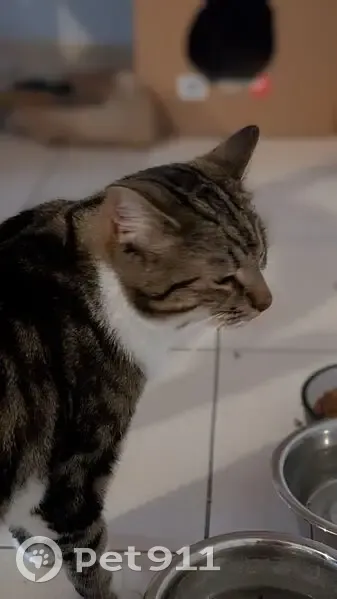 Chat tigré-blanc disparu à Chauray - photo