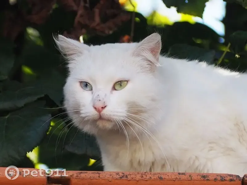 Chat blanc aux yeux vairons trouvé, Bordeaux - photo