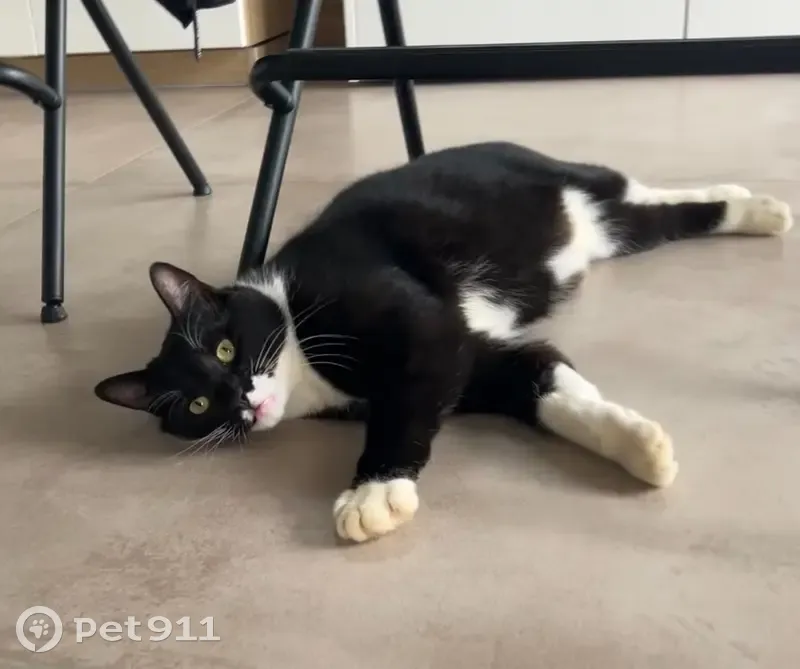 Chat noir et blanc perdu à Lasserre-Pradère - photo