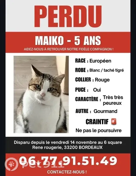 Chat perdu à Bordeaux : Maïko, 5 ans, peureux - photo
