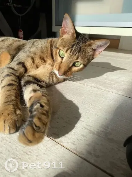 Perdu : Chat Savannah marron clair, Nantes - photo
