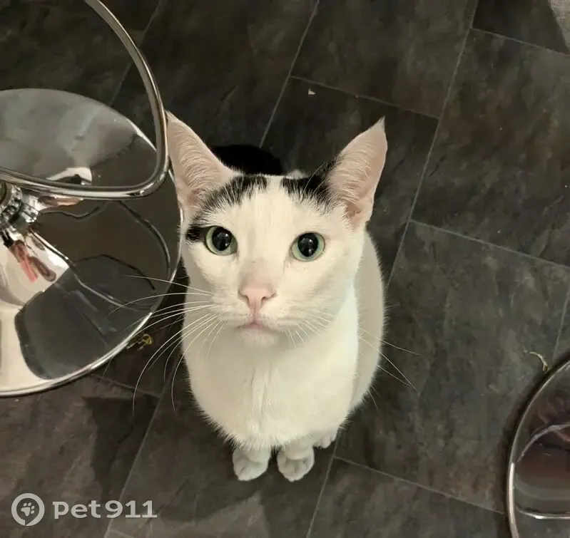 Chat perdu : blanc, queue noire, Rue Michelet - photo