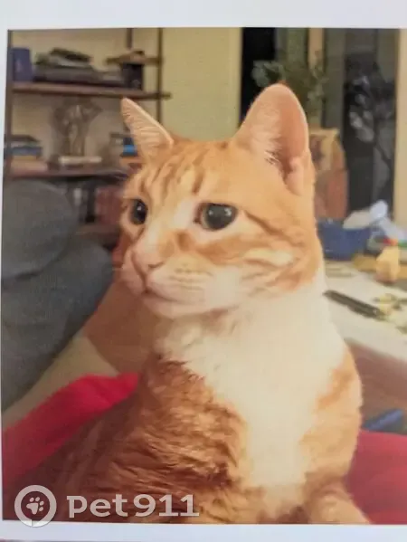 Chatte tigrée perdue à Vernaison - photo