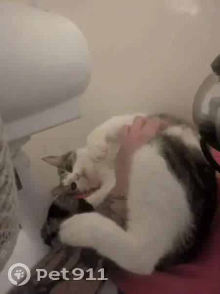 Chatte perdue, petite et craintive, Colombes - photo