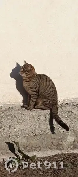 Chat perdu : Tigré castré, pucé, 2 ans - photo