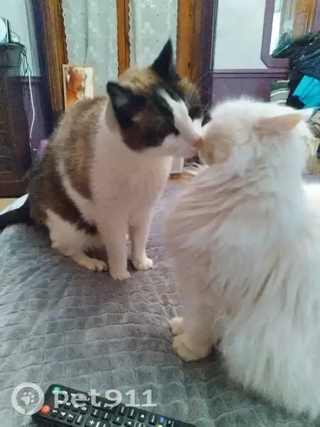 Chat perdu, croisé siamois, Bessancourt - photo