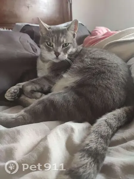 Chat gris tigré perdu à Eaunes - photo