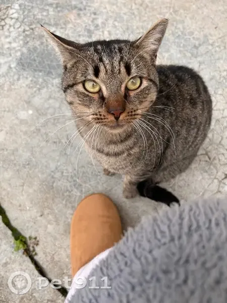 Chat trouvé, câlin et affamé à Palaiseau - photo