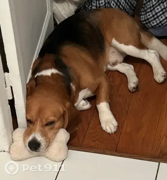 Beagle perdu au bois de Vincennes - photo