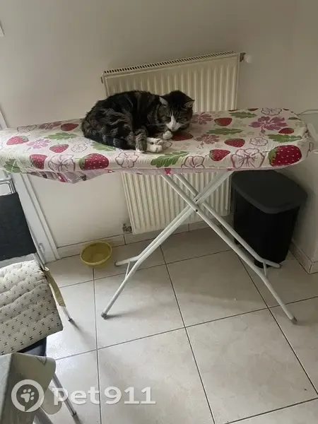 Chat tricolore perdu, 17 ans, Bordeaux - photo
