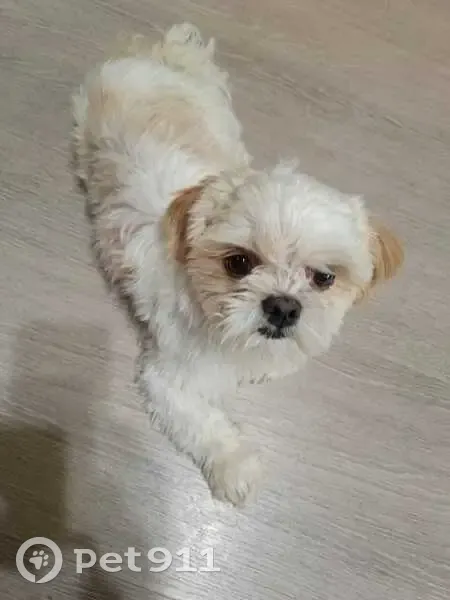 Cachorro encontrado - photo