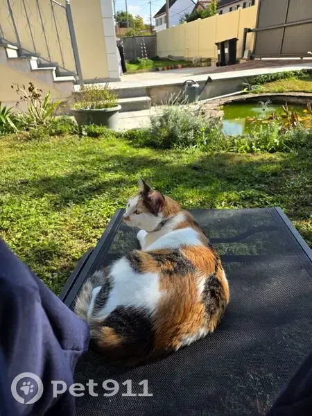 Chat perdu à Champigny-sur-Marne - photo