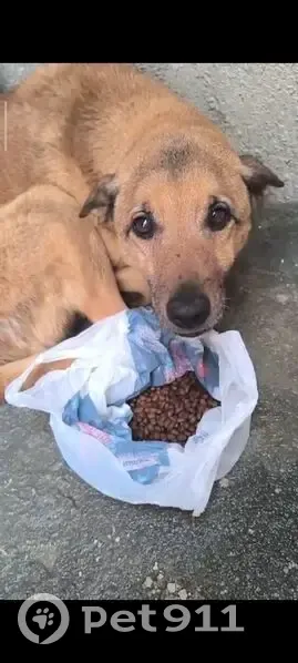 cachorro encontrada - photo