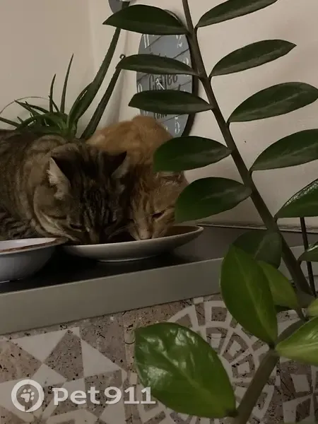 Chatte tigrée perdue à Saint-Georges - photo