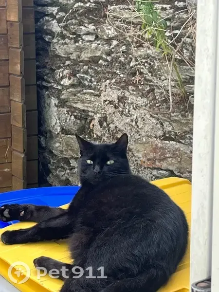 Chat perdu : Miles, patte gauche blanche - photo
