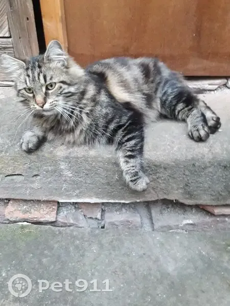 Jeune chat mâle norvégien trouvé à Sainte-Marie-aux-Mines - photo