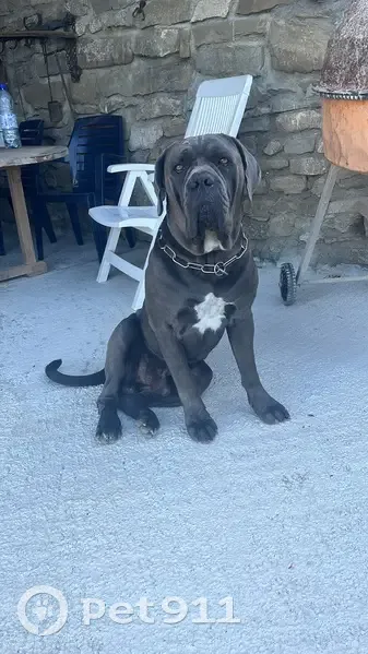 Cane corso gris perdu à Lucinges - photo
