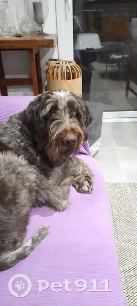 Chien perdu : Griffon borgne à Cavanac - photo