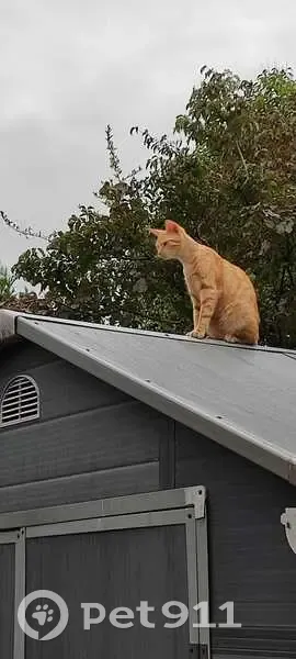 Chat perdu Volt, queue cassée, très peureux - photo