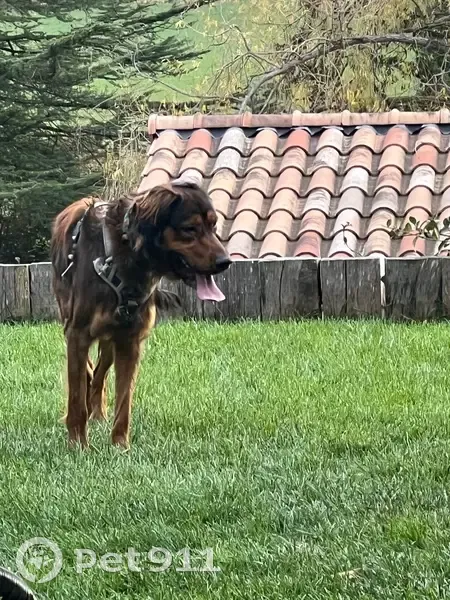 Chien marron trouvé à Montélimar - photo