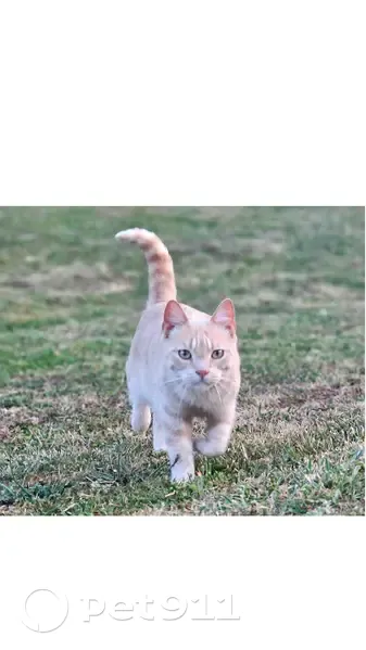 Chat beige perdu, Rue des Tilleuls - photo