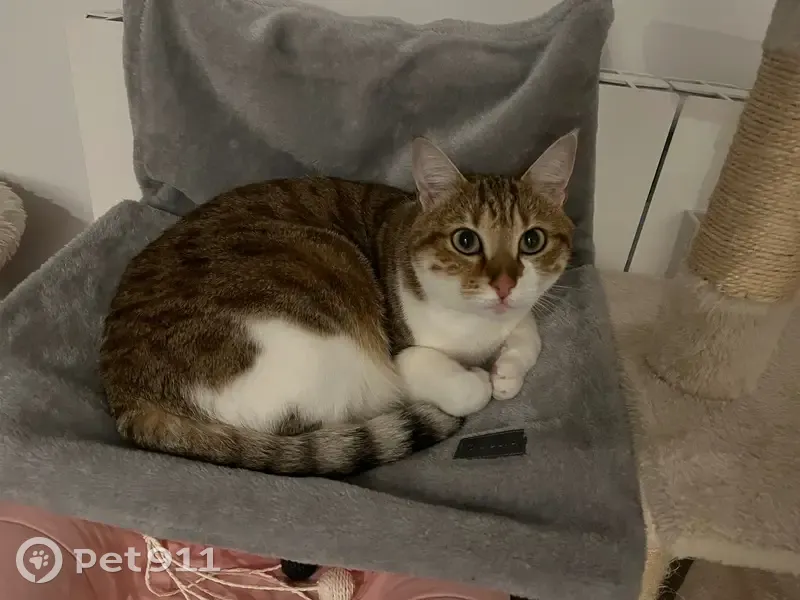 Chatte perdue à Rumilly, tachetée blanche - photo