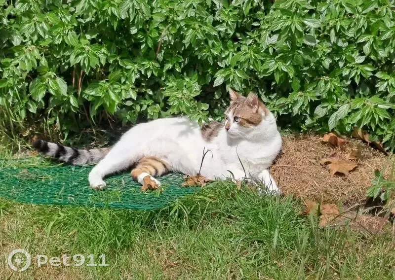 Chat perdu à Dunkerque : Coco disparu - photo
