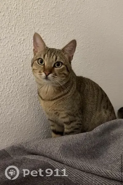 Chat tigré perdu à Lingolsheim - photo