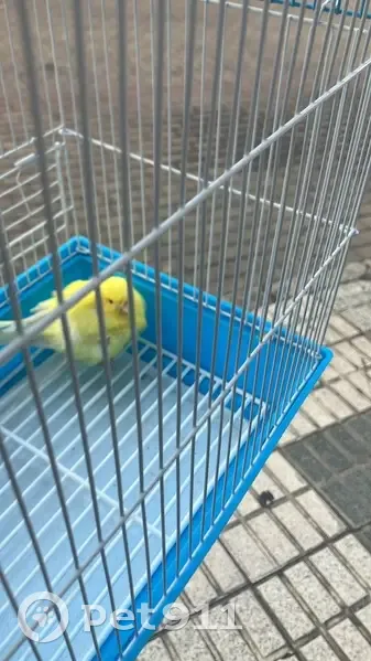 Canario amarillo hallado en Sevilla - photo