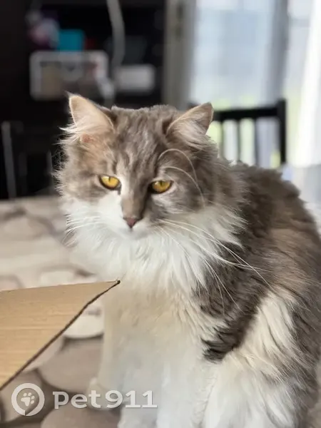 Chatte perdue à Saintes : blanche et grise - photo