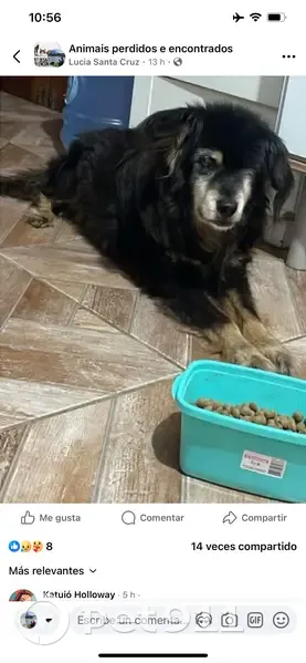 cachorro desaparecida - photo