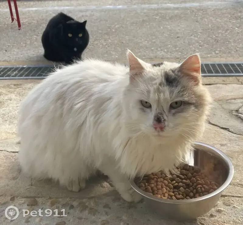 Chat blanc trouvé, Eymoutiers, sociable - photo