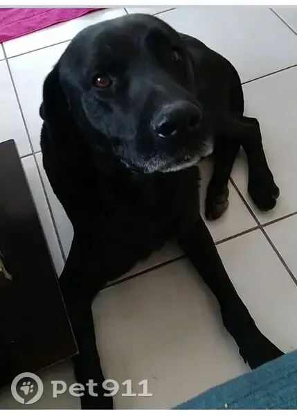 Chien noir âgé perdu, sociable et pucé - photo