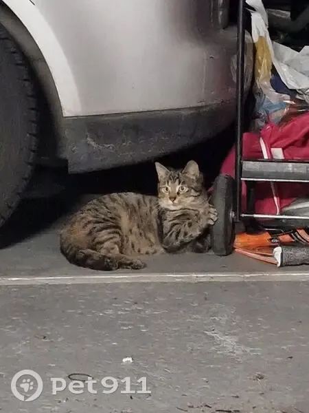 Jeune chat trouvé à Colombes - photo