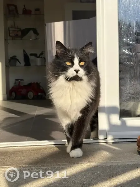 Chat perdu à Orsay : Micuit, craintif, castré - photo