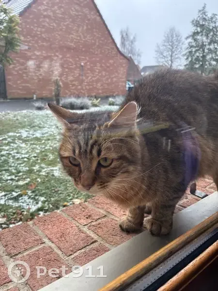 Chat européen mâle trouvé à Lys-lez-Lannoy - photo