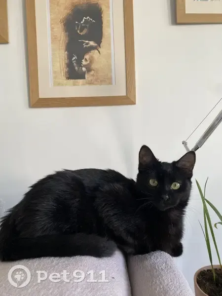 Chatte noire perdue à Besançon - photo