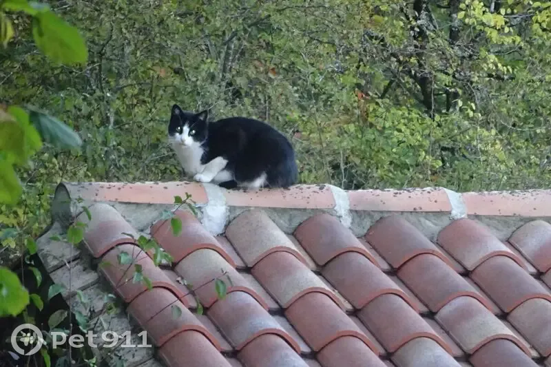 Chat perdu : gros mâle noir et blanc, 11 ans - photo